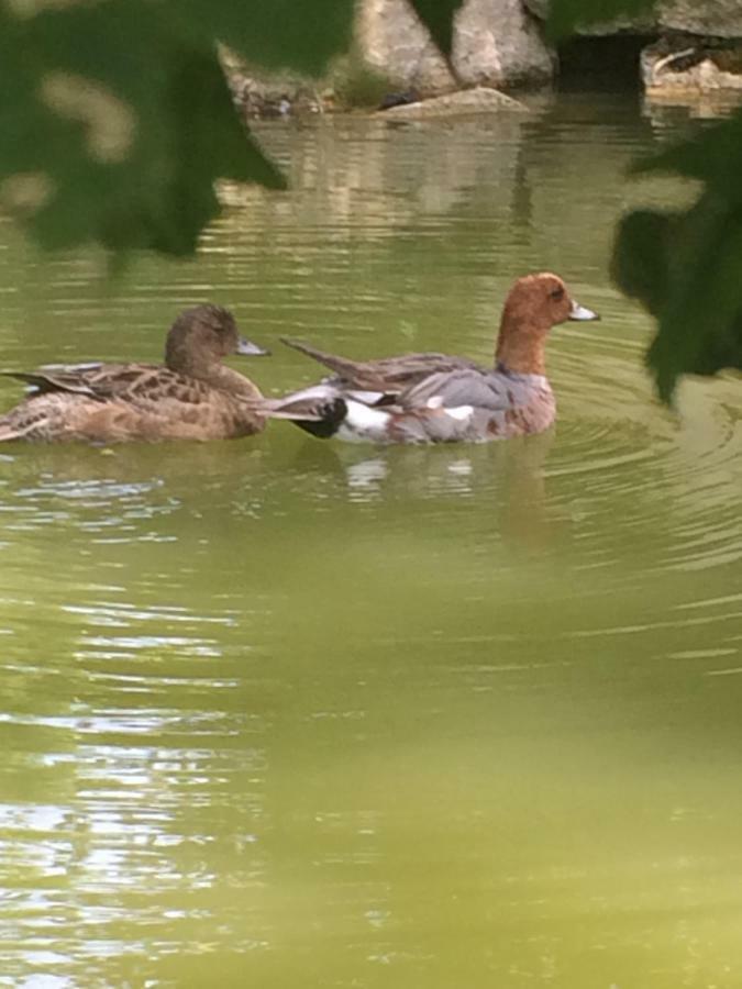 La Mare Aux Canards Cordieux Exterior foto